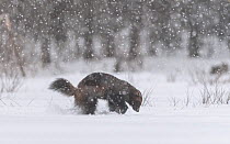 Wolverine (Gulo gulo) digging through snow  searching for food, Finland. May.