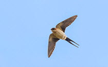 Ventral view of flying Red-rumped swallow (Cecropis daurica), Finland. May.