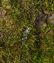 Leafhopper (Allygus mixtus), native to Europe, camouflaged in moss, Finland. September.
