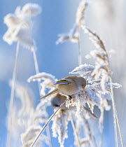 Female Bearded reedling (Panurus biarmicus) perched on frost-covered reeds, Finland. February.