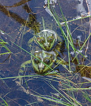 Pair of Edible frog (Pelophylax esculentus), fertile hybrid, mating, Finland. May.