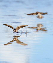Cliff swallows (Petrochelidon pyrrhonota) skimming a small pond for insects, after monsoon rains transformed the  Sonoran Desert, Arizona, USA.
