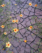 Flowering Caltrops / Summer poppy (Kallstroemia grandiflora) against cracked clay after flash flooding, in the foothills of the Santa Catalina Mountains,  Catalina State Park, Arizona, USA.