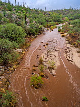Flash flooding after three days of rain in Honeybee Canyon wash, Oro Valley, Arizona, USA, July.