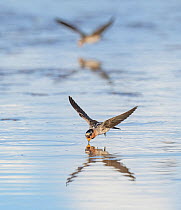 Cliff swallows (Petrochelidon pyrrhonota) skimming a small pond for insects, after monsoon rains transformed the Sonoran Desert, Arizona, USA.