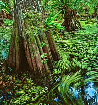 Cypress dome swamp with water surface covered with Water-spangles (Salvinia minima) and Duckweed (Lemna), Big Cypress Seminole Indian Reservation, Florida, USA.