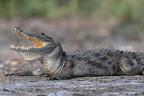 West African crocodile (Crocodylus suchus) basking with mouth open on the riverbank, Allahein river, The Gambia.