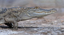 West African crocodile (Crocodylus suchus) portrait, Allahein river, The Gambia.
