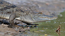 West African crocodile (Crocodylus suchus) entering river, Allahein river, The Gambia.