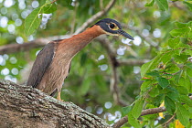 White-backed night heron (Gorsachius leuconotus) looking down from its perch on a branch, Allahein river, The Gambia.