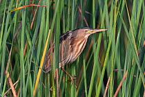 Little bittern (Ixobrychus minutus payesii) perched among reeds on the riverbank, Allahein river, The Gambia.