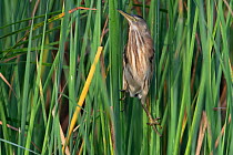 Little bittern (Ixobrychus minutus payesii) perched between two reeds on the riverbank, Allahein river, The Gambia.