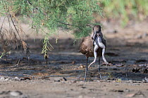 Hamerkop (Scopus umbretta), swallowing a large frog, Allahein river, The Gambia.