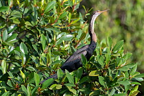 African darter (Anhinga rufa) perched in mangrove, Bao Bolong Wetland Reserve, The Gambia.