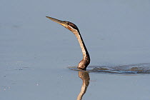 African darter (Anhinga rufa) swimming in river, partially submerged, Bao Bolong Wetland Reserve, The Gambia.