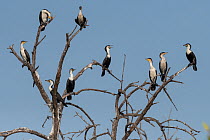 White-breasted cormorant (Phalacrocorax lucidus) flock, perched in treetop, Bao Bolong Wetland Reserve, The Gambia.