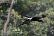White-breasted cormorant (Phalacrocorax lucidus) in flight, carrying feather in beak, Bao Bolong Wetland Reserve, The Gambia.