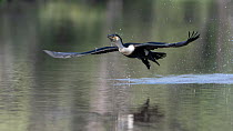White-breasted cormorant (Phalacrocorax lucidus) taking flight from river, Bao Bolong Wetland Reserve, The Gambia.