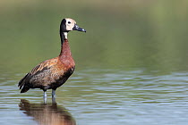 White-faced whistling duck (Dendrocygna viduata) standing in shallow water, Allahein River, The Gambia.
