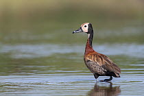 White-faced whistling duck (Dendrocygna viduata) standing in shallow water, Allahein River, The Gambia.