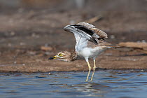 Senegal thick-knee (Burhinus senegalensis),  stretching wings after bathing, Allahein river, The Gambia.