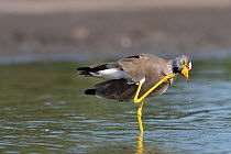 African wattled lapwing (Vanellus senegallus) scratching its neck, Allahein river, The Gambia.