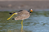 African wattled lapwing (Vanellus senegallus) wading in river, Allahein river, The Gambia.