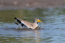 African wattled lapwing (Vanellus senegallus), bathing in river, Allahein river, The Gambia.