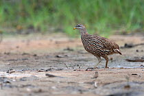 Double-spurred francolin (Francolinus bicalcaratus) walking across mud, Allahein River, The Gambia.
