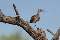 Whimbrel (Numenius phaeopus), unusually perched in a dead tree, during high tide, Bao Bolong Wetland Reserve, The Gambia.