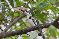 Pied kingfisher (Ceryle rudis) perched on branch, holding a freshly caught fish in its beak, Allahein river, The Gambia.