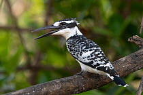 Pied kingfisher (Ceryle rudis) perched on branch, Allahein river, The Gambia.