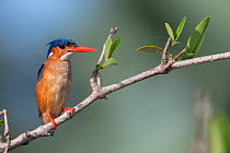 Malachite kingfisher (Alcedo cristata), perched on a branch, Allahein river, The Gambia.