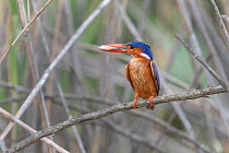 Malachite kingfisher (Alcedo cristata), perched on branch holding a fish in its beak,  Allahein river, The Gambia