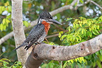 Male Giant kingfisher (Megaceryle maxima) with ruffled feathers, perched on branch, Allahein river, The Gambia.