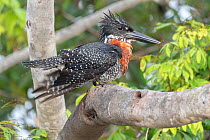 Male Giant kingfisher (Megaceryle maxima) with ruffled feathers, perched on branch, Allahein river, The Gambia.