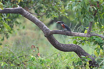 Male Giant kingfisher (Megaceryle maxima) perched on branch with a fish in its beak, Allahein river, The Gambia.