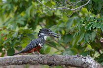 Female Giant kingfisher (Megaceryle maxima) perched on a branch, Allahein river, The Gambia.
