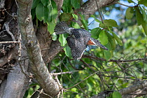 Male Giant kingfisher (Megaceryle maxima) taking flight from tree branch, Allahein river, The Gambia.