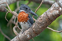 Male Giant kingfisher (Megaceryle maxima) perched on branch, Allahein river, The Gambia.