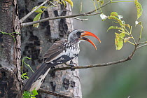 Western red-billed hornbill (Tockus kempi) perched in tree, Allahien River, The Gambia.