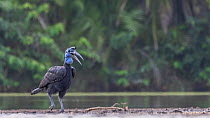 Female Abyssinian ground hornbill (Bucorvus Abyssinicus) walking along riverbank, Allahein River, The Gambia.