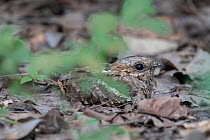 Long-tailed nightjar (Caprimulgus climacurus) resting on forest floor, Brufut forest, The Gambia.