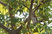 Pearl-spotted owlet (Glaucidium perlatum) perched in tree, Allahein river, The Gambia.
