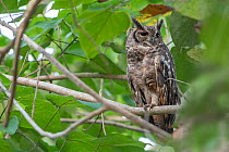Greyish eagle owl (Bubo cinerascens) perched in tree, Faraba Banta, The Gambia.