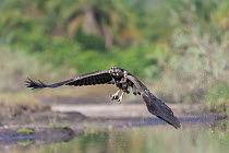 African fish eagle (Haliaeetus vocifer), juvenile, flying low over river holding a freshly caught fish, Allahein river, The Gambia.