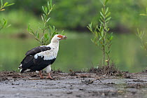 Palm-nut vulture (Gypohierax angolensis) on riverbank, Allahein river, The Gambia.