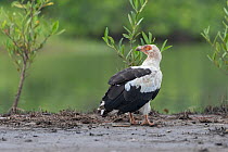Palm-nut vulture (Gypohierax angolensis) on riverbank, Allahein river, The Gambia.