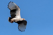 Palm-nut vulture (Gypohierax angolensis) in flight, Allahein river, The Gambia.