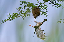 Gabar goshawk (Micronisus gabar) juvenile, plundering nest of Weaverbird, Allahein river, The Gambia.